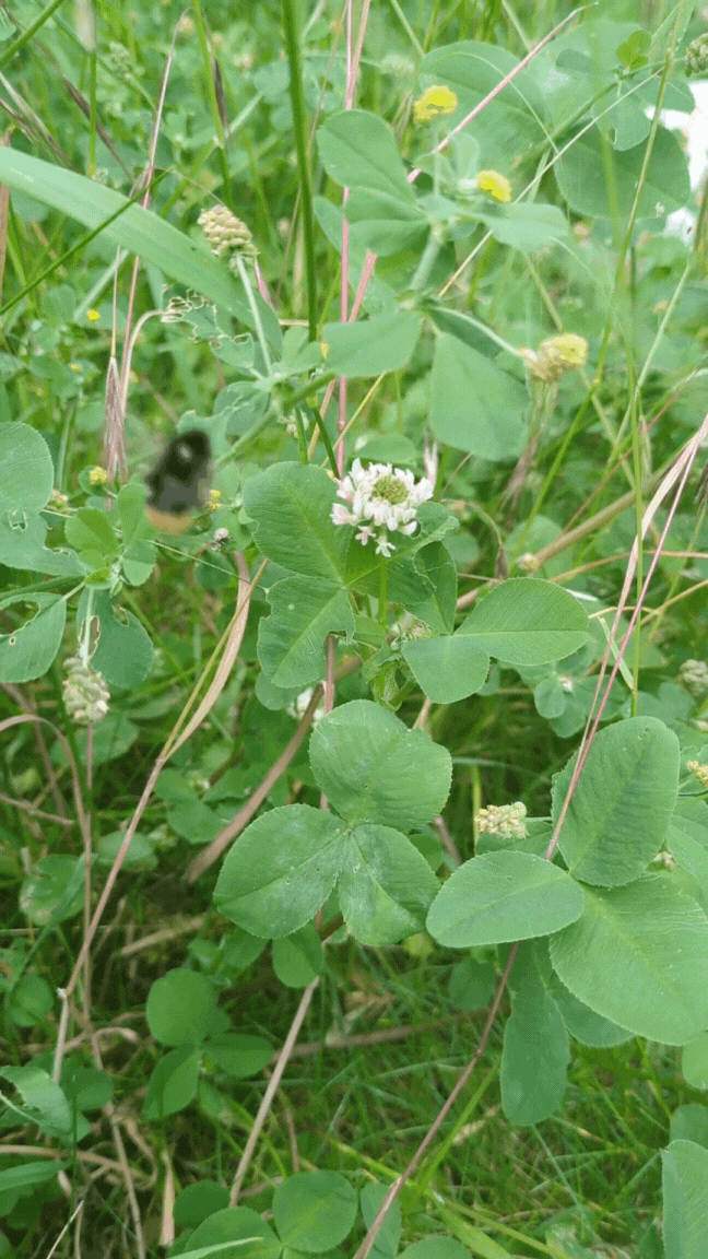 Bee in clover